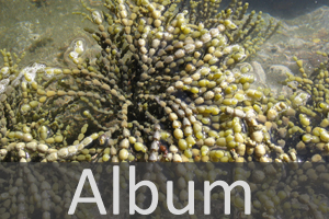 Algen (Algae)